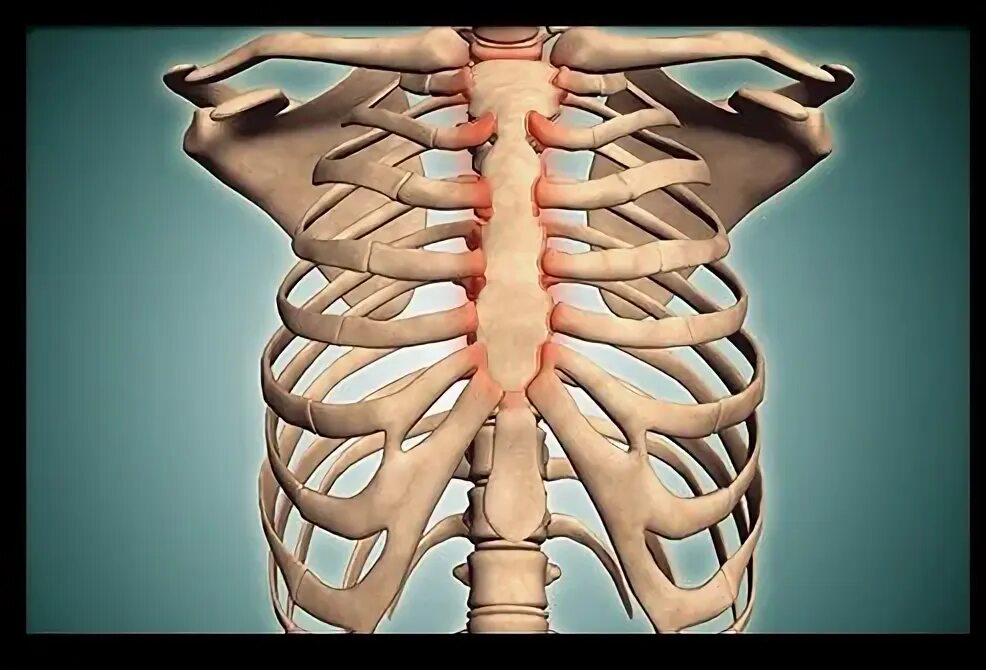 Rib Cage With Texture 3D model CGTrader