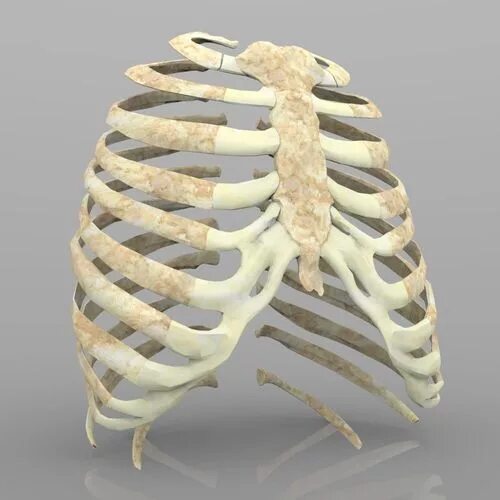 Ребро фото кости Rib Cage With Texture 3D model CGTrader