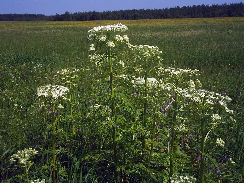 Реброплодник уральский фото Pleurospermum uralense - Image of an specimen - Plantarium