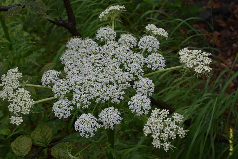 Реброплодник уральский фото Фото Pleurospermum uralense Hoffm. - Реброплодник уральский - Photography