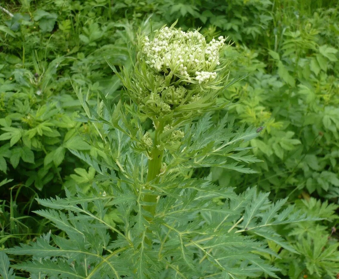 Реброплодник уральский фото Pleurospermum uralense - Изображение особи - Плантариум