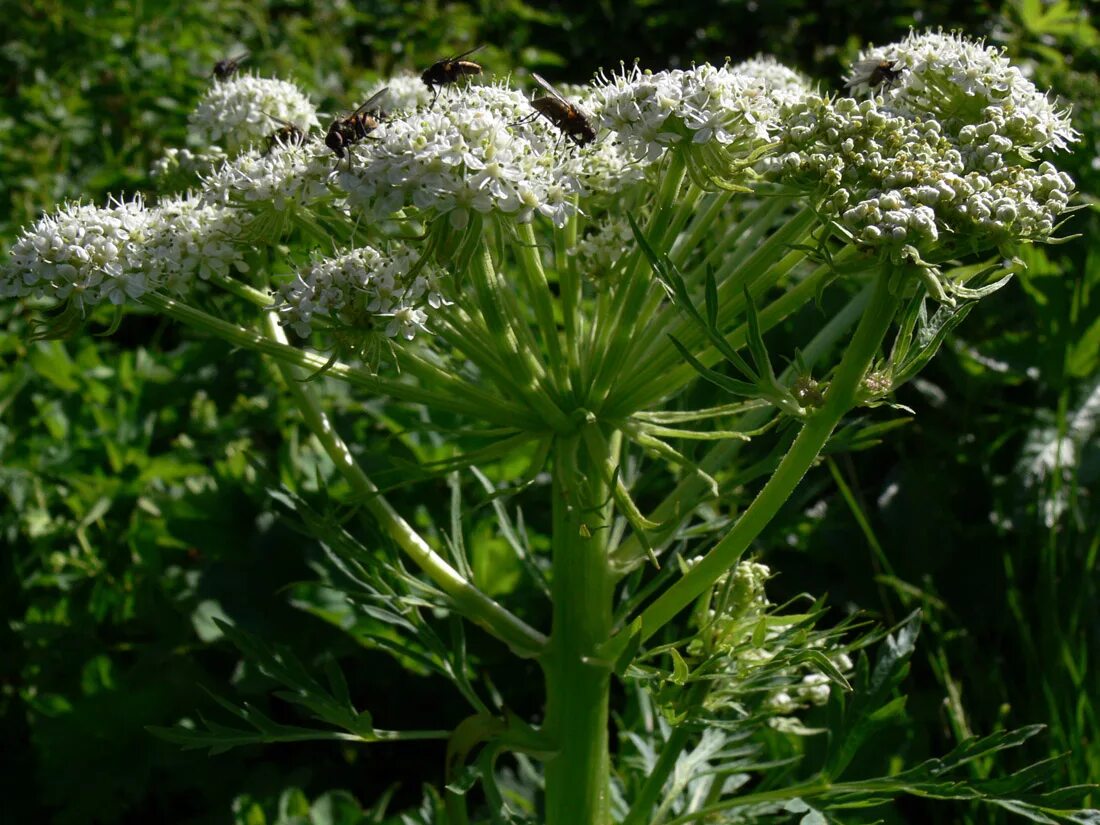 Реброплодник уральский фото Pleurospermum uralense - Image of an specimen - Plantarium