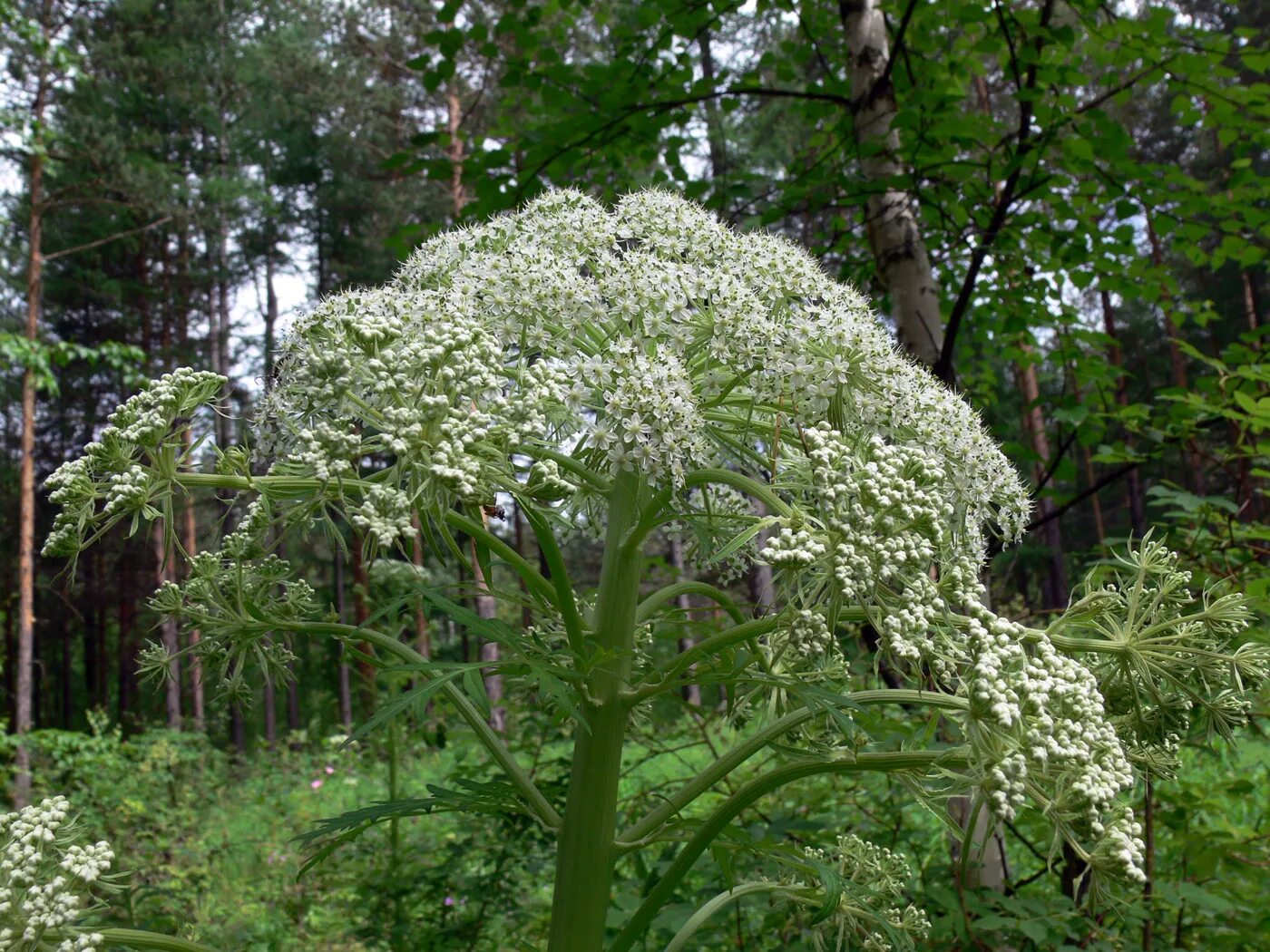 Реброплодник уральский фото Pleurospermum uralense - Image of an specimen - Plantarium