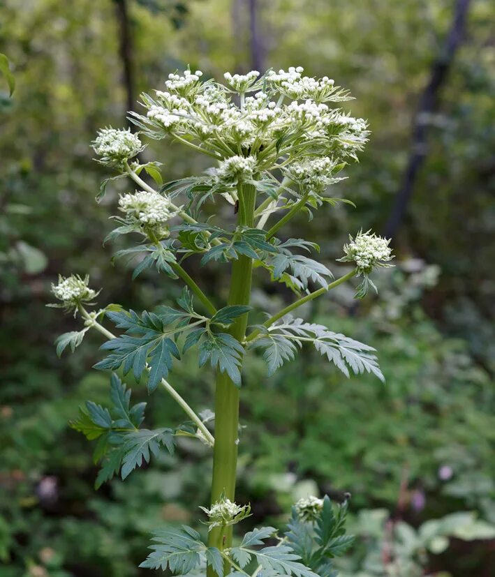 Реброплодник уральский фото Pleurospermum uralense - Image of an specimen - Plantarium