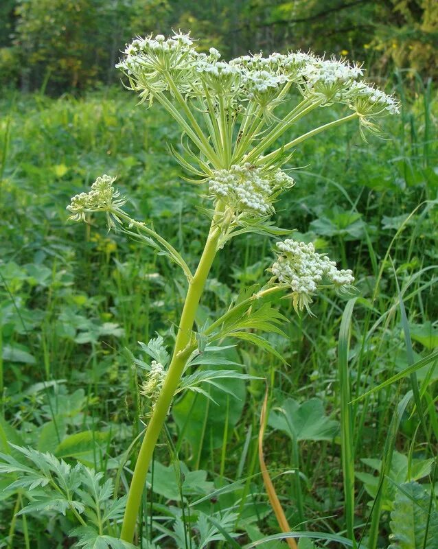 Реброплодник уральский фото Pleurospermum uralense - Изображение особи - Плантариум