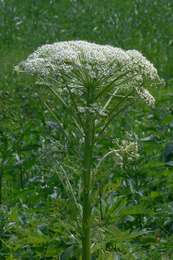 Реброплодник уральский фото Pleurospermum uralense - Image of an specimen - Plantarium