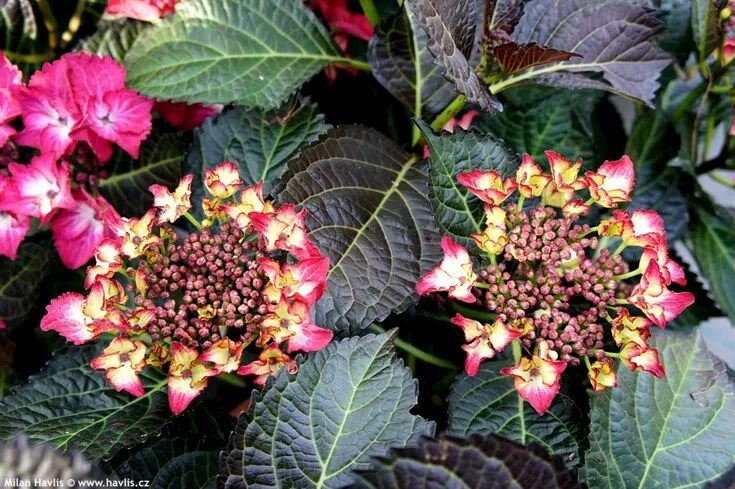 Ред ангел гортензия крупнолистная фото и описание Hydrangea macrophylla BLACK DIAMONDS ® &#39;Dark Angel Red&#39; - Havlis.cz Hydr