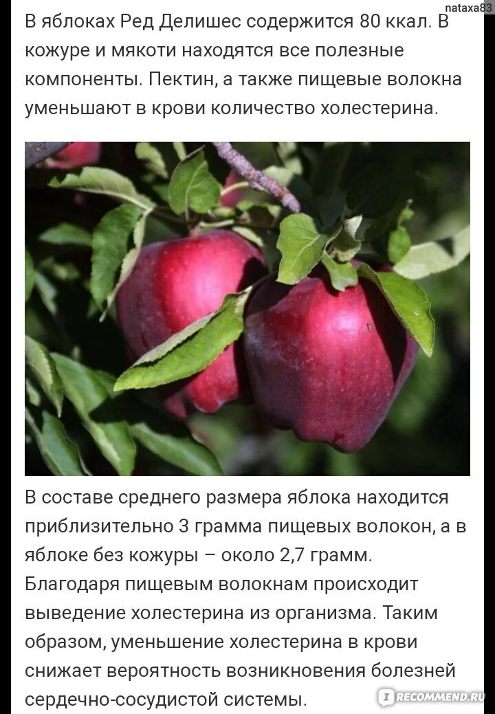 Ред чиф яблоня описание фото отзывы морозостойкость Фрукты Яблоки RED DELICIOUS (Ред Делишес) - "Надоело бегать по магазинам в поиск