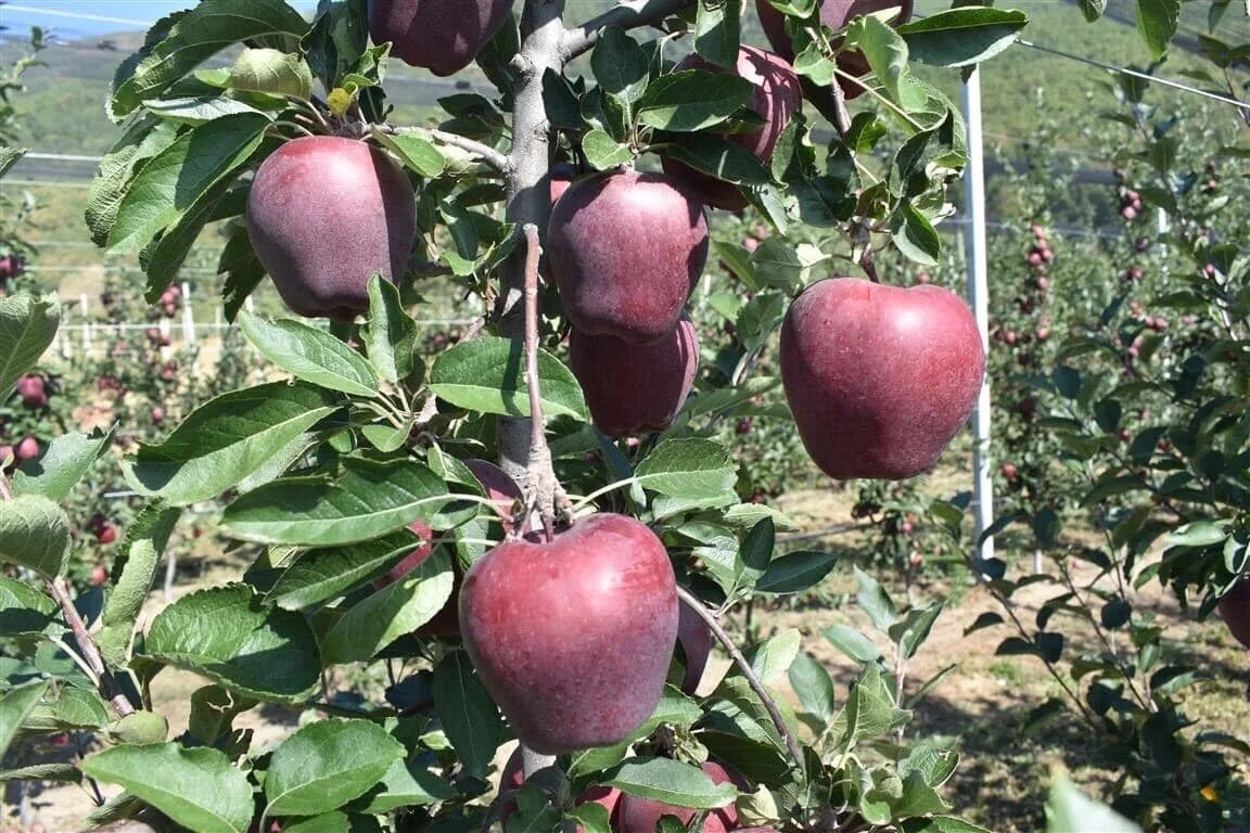 Ред чиф яблоня описание сорта фото отзывы Сорт яблок red chief фото