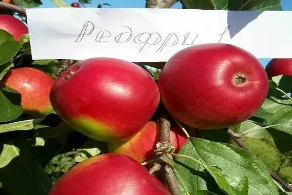 Ред фри яблоня фото ✅ Red Free apple tree: variety description and characteristics, fruiting and rip