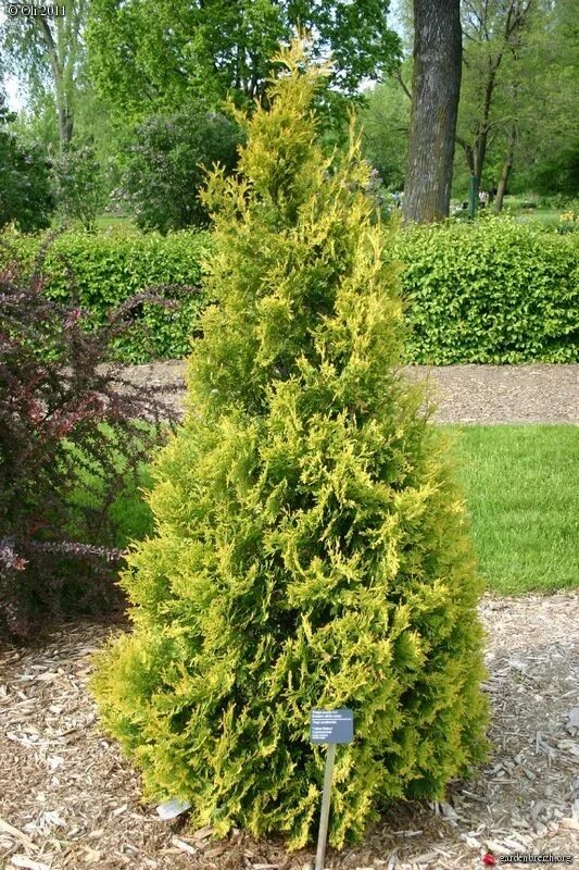 Ред голд туя описание фото Zone 3 - THU 2x Thuya yellow ribbon Arborvitae tree, Landscaping trees, Backyard