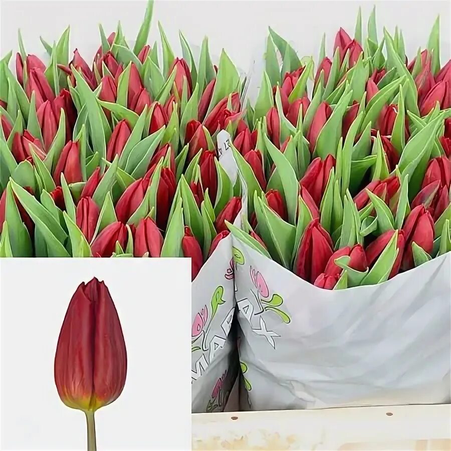 Ред голд тюльпан фото и описание Tulips Red Gold 40cm Wholesale Dutch Flowers & Florist Supplies UK