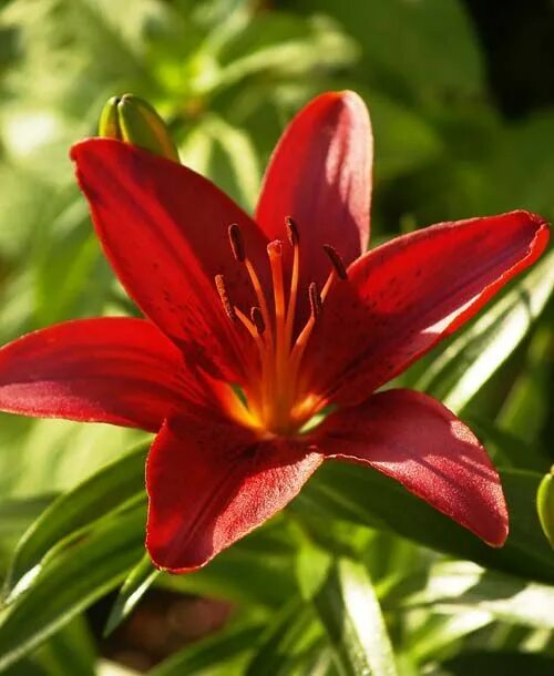 Ред хайленд лилия фото Asian Lily Flower garden pictures, Garden photography, Summer flowers garden