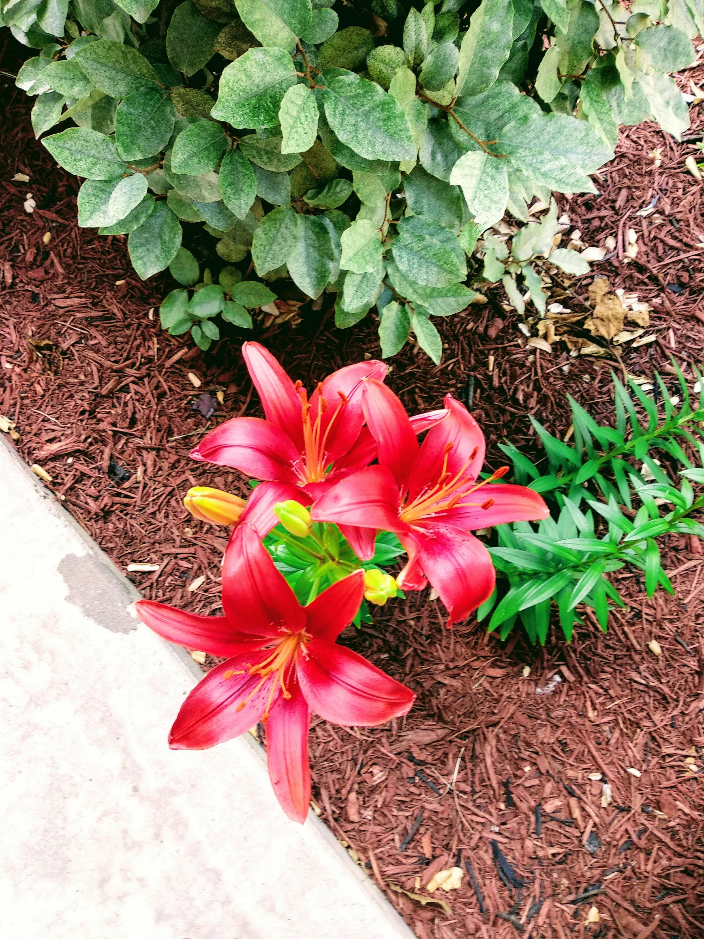 Ред хайленд лилия фото File:Red Lily flower or Red Lilium.jpg - Wikimedia Commons