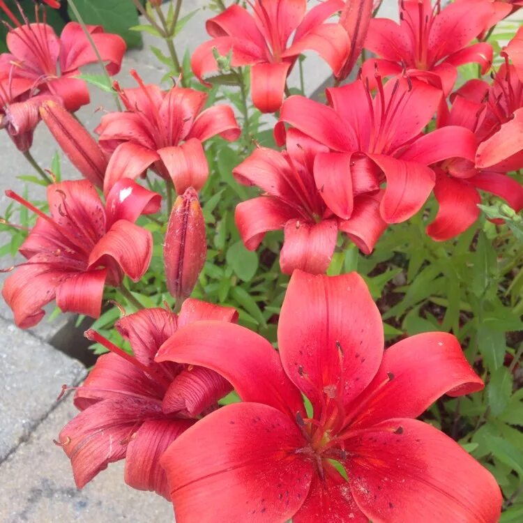 Ред хайленд лилия фото Lilium 'Red Alert', Lily 'Red Alert' (Other) - uploaded by @punkrockgirl