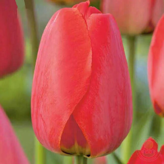 Ред импрешн тюльпан фото и описание сорта Тюльпан Ред Импрешн (Tulipa Red Impression) купить луковицы в Москве по низкой ц