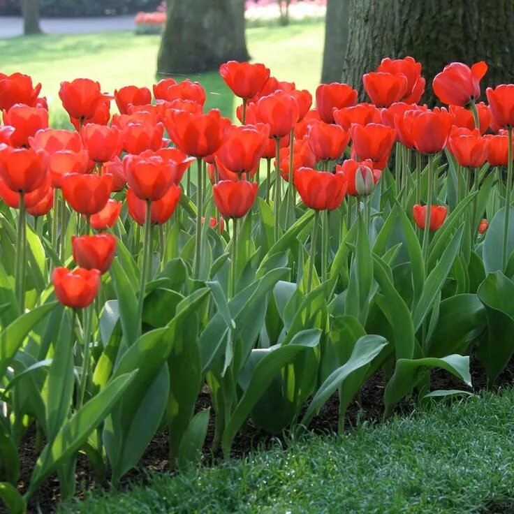 Ред импрешн тюльпан фото и описание сорта Tulip Darwin Hybrid Red Impression