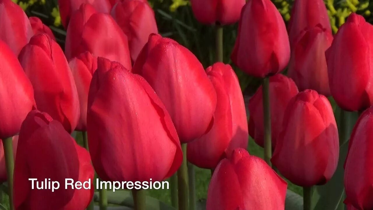 Ред импрессион тюльпан фото Tulip Red Impression - Tulip Bulbs from Holland - YouTube