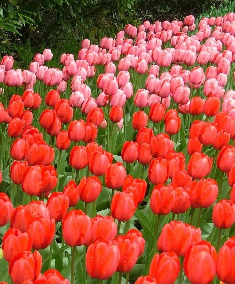 Ред импрессион тюльпан фото Tulip Red Impression Bulb flowers, Planting bulbs, Tulips flowers