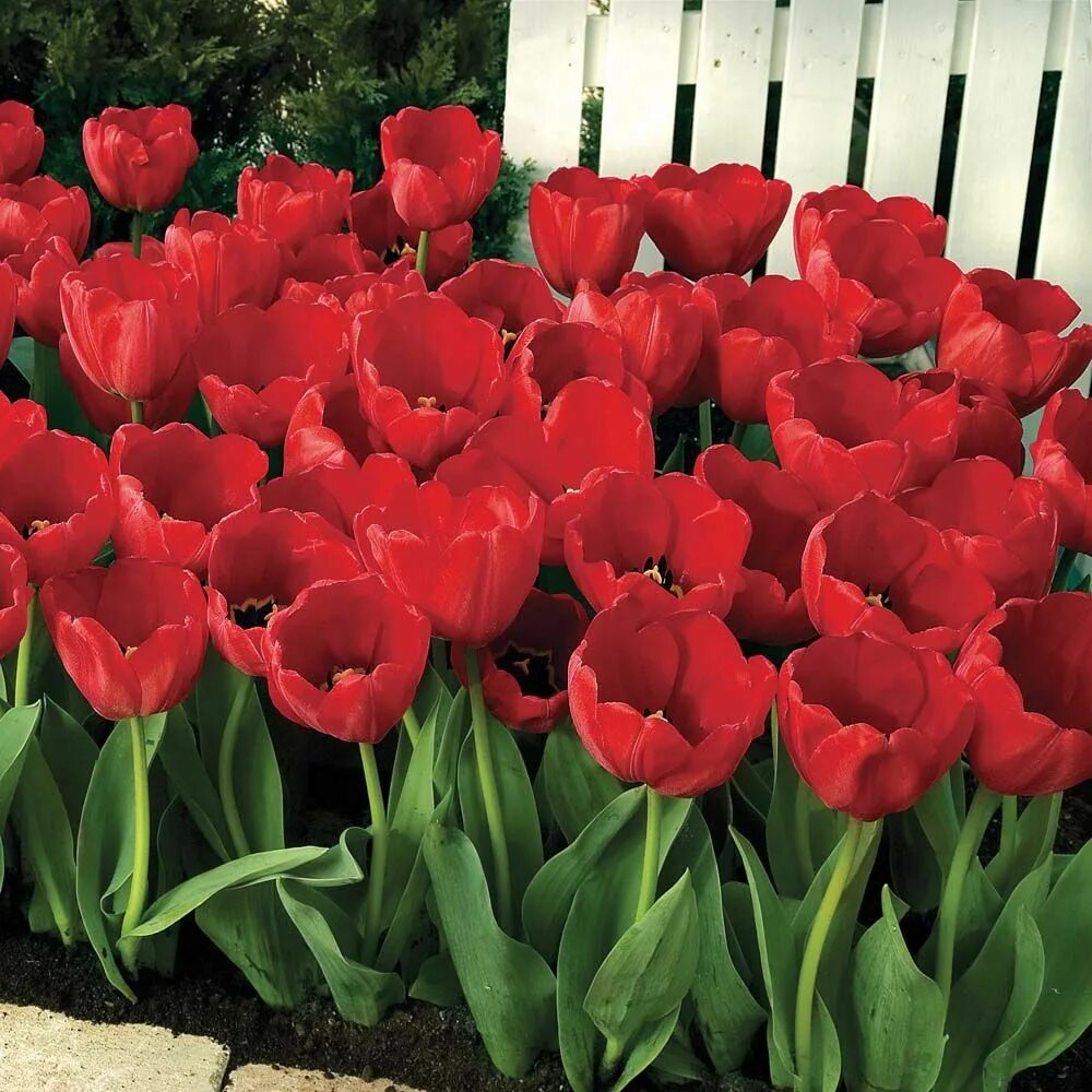 Ред импрессион тюльпан фото Tulip 'Red Impression' Flower seeds, Bulb flowers, Tulips