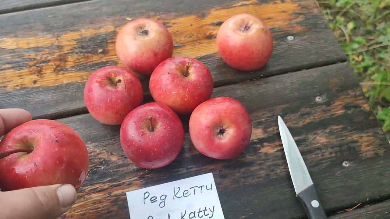 Ред кети фото яблоки Новинки! Яблуні Одісо (apple Odisso) та Ред Кеті (apple Red Katty). Огляд та дег