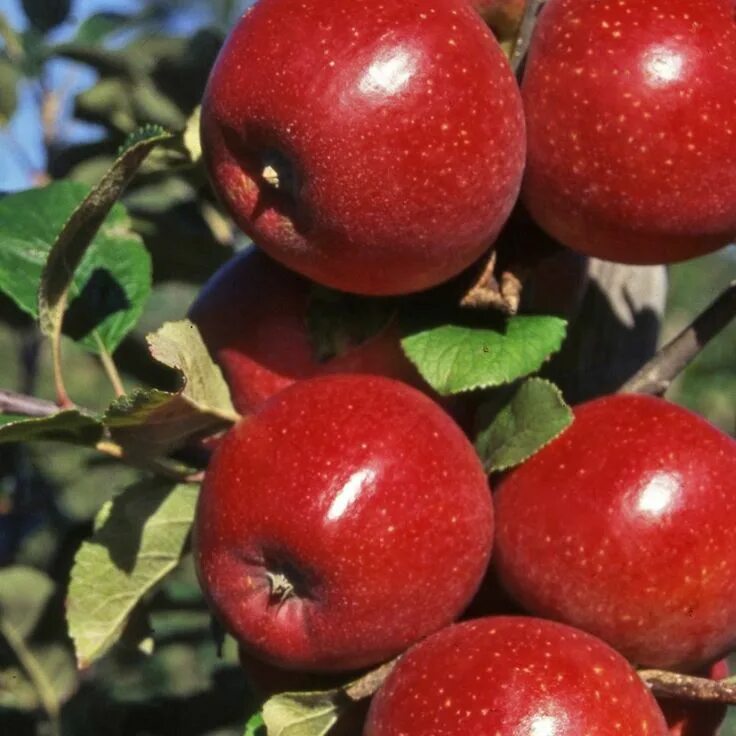 Ред кети фото яблоки яблоня описание Red Windsor Apple Tree