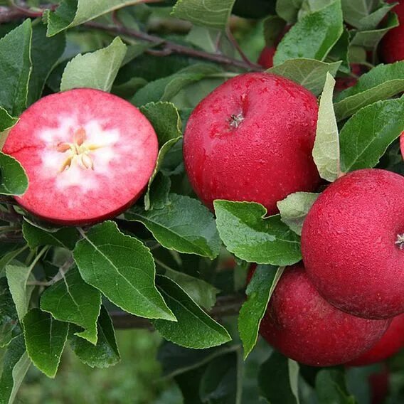 Ред кетти яблоня описание отзывы фото морозостойкость Apple Rosette* Suttons