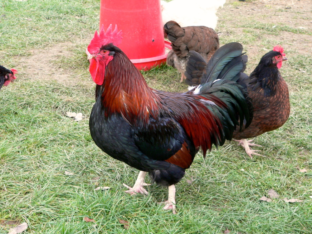 Ред куры описание фото Gallery - englishhens.co.uk Rooster breeds, Gallery, Chicken breeds