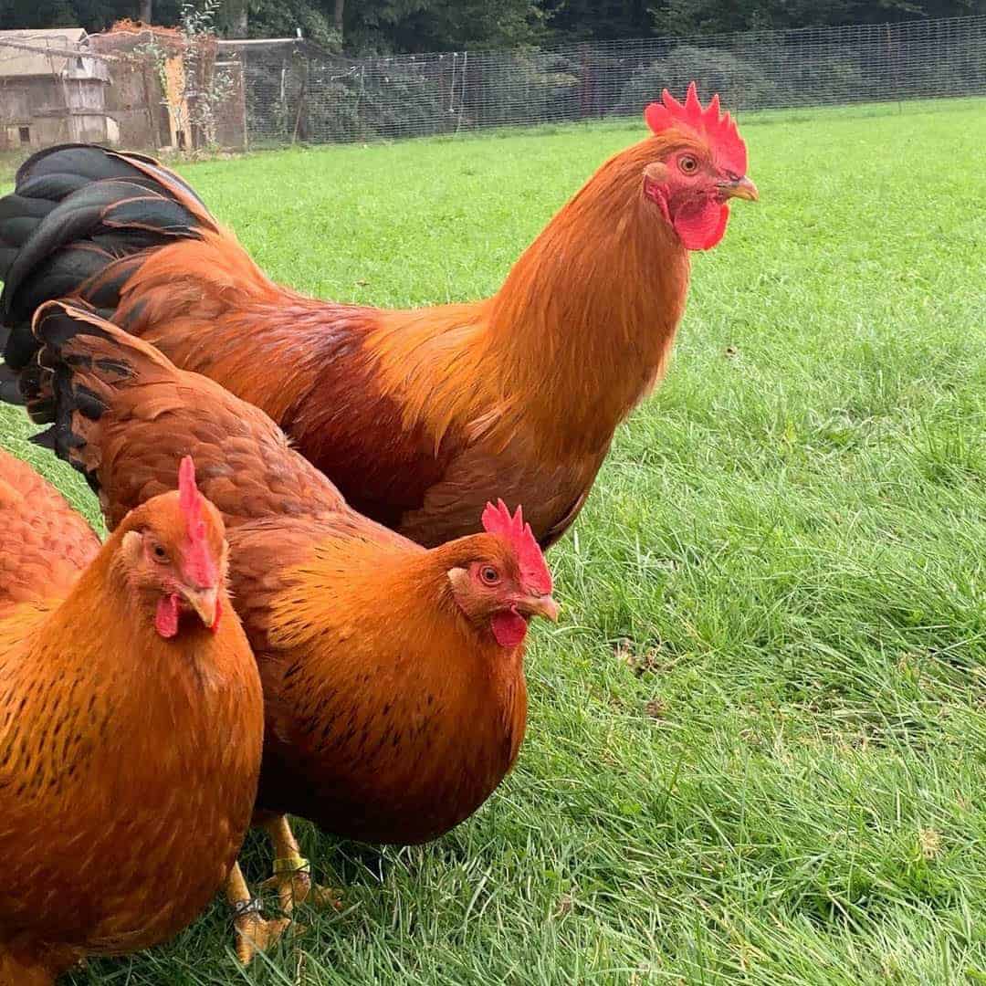 Ред куры описание фото Red Hybrid Chickens