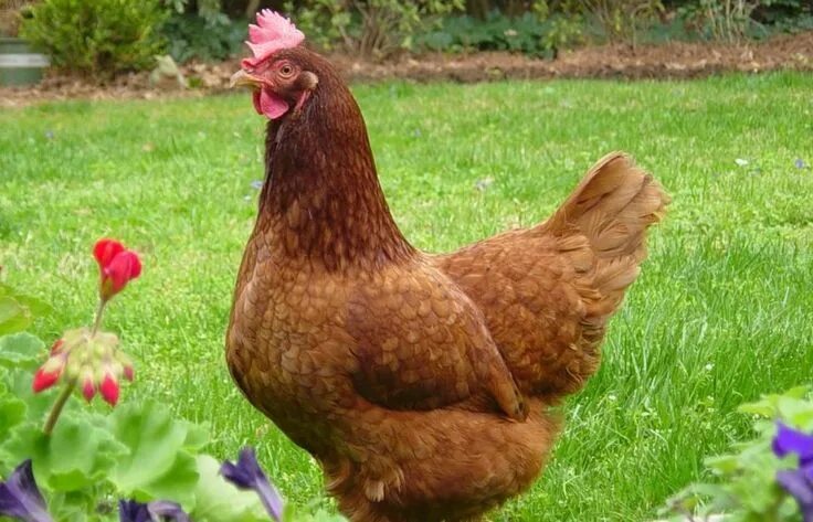 Ред куры описание фото ▷ Como Aumentar la Producción de Huevos (Fácil y Rapido) Chicken breeds, Best eg