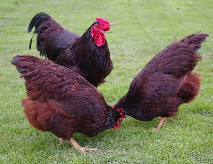 Ред куры описание фото Rhode island Red (RIR) Tavuk Fiyatları #rır #chicken #tavuk #yumurta #kuluçkalık