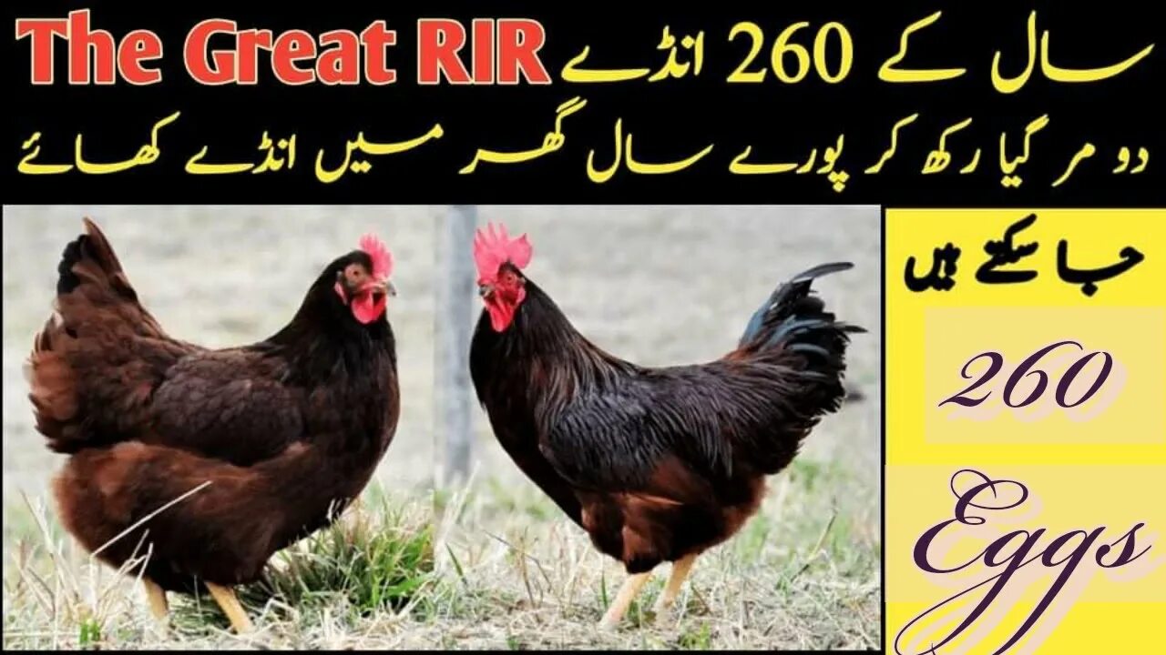 Ред куры описание фото Rhode Island Red (RIR) Trio For Sale In Karachi By #fancyhensfarming511 - YouTub