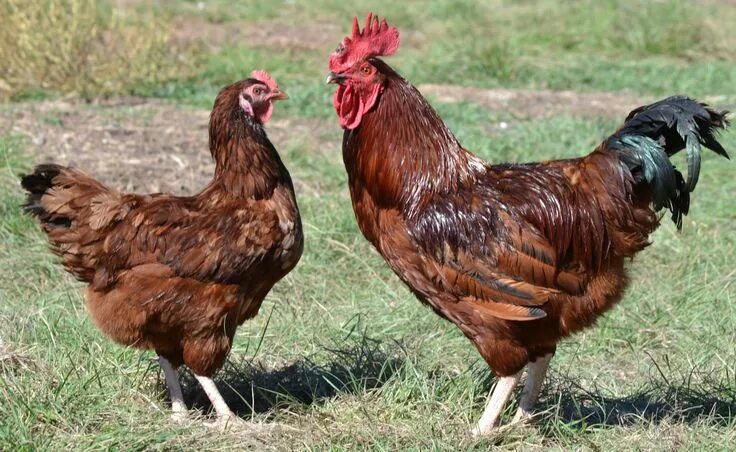 Ред куры описание фото State Bird: Rhode Island Red Chicken Rhode island red rooster, Rhode island red 