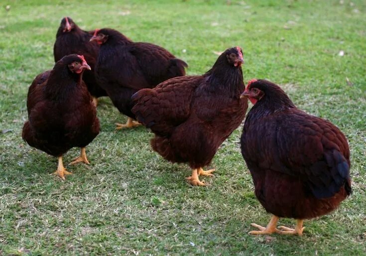 Ред куры описание фото Rhode Island Red Bantam Rhode island red chickens, Raising backyard chickens, Rh