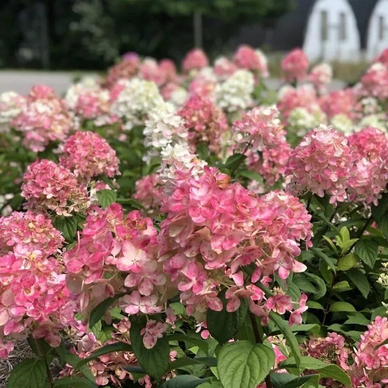 Ред лайт гортензия метельчатая описание и фото Гортензия метельчатая Hydrangea paniculata "Magical Fire" Сибирские газоны - Сиб