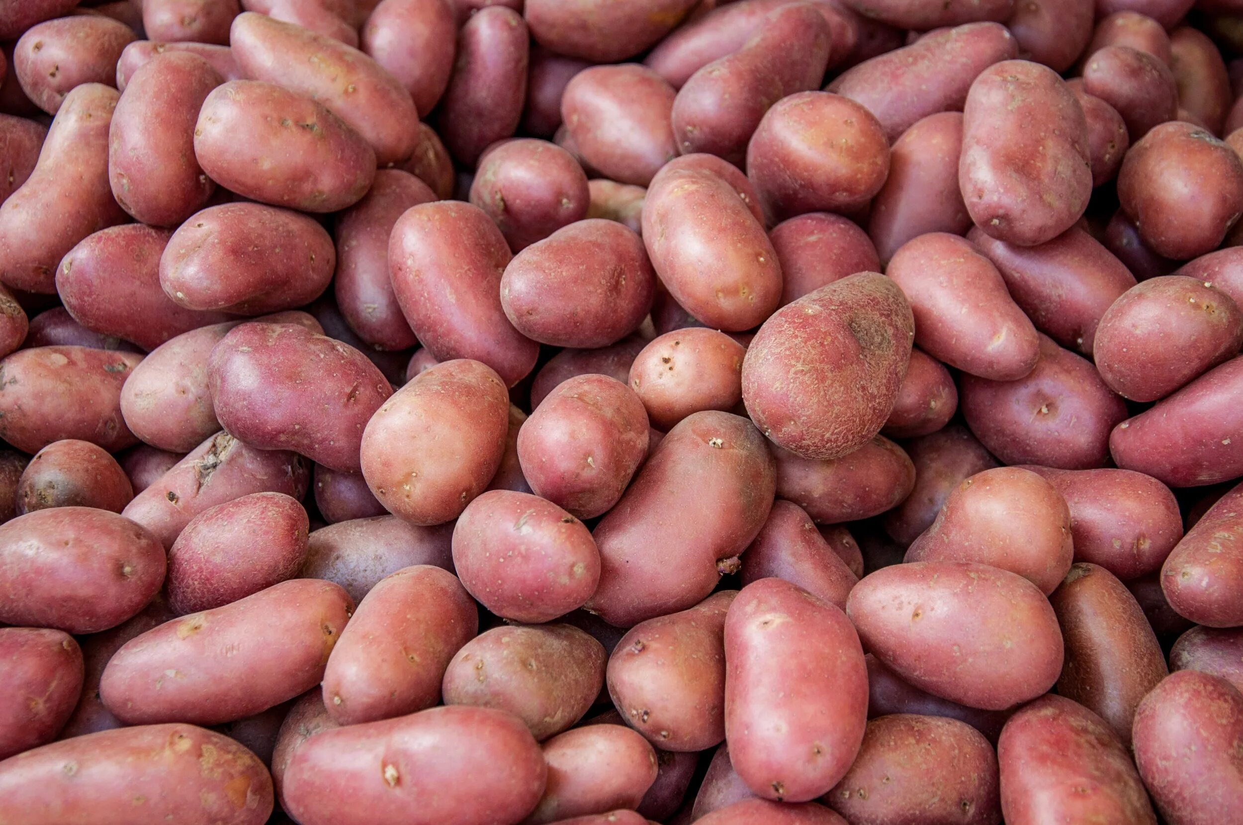 Ред леди сорт картофеля фото Free photo: Organic red potato pile sold on market - Food, Heap, Market - Free D