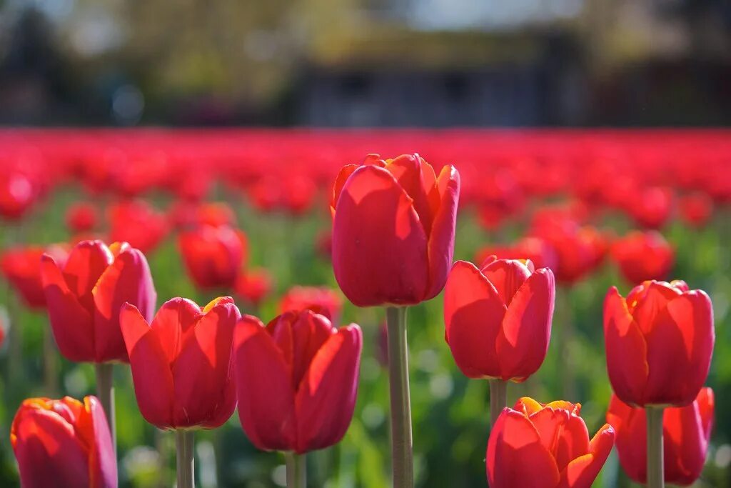 Ред марк тюльпан фото и описание Red Tulips A field of red tulips at the annual Skagit Vall. Flickr