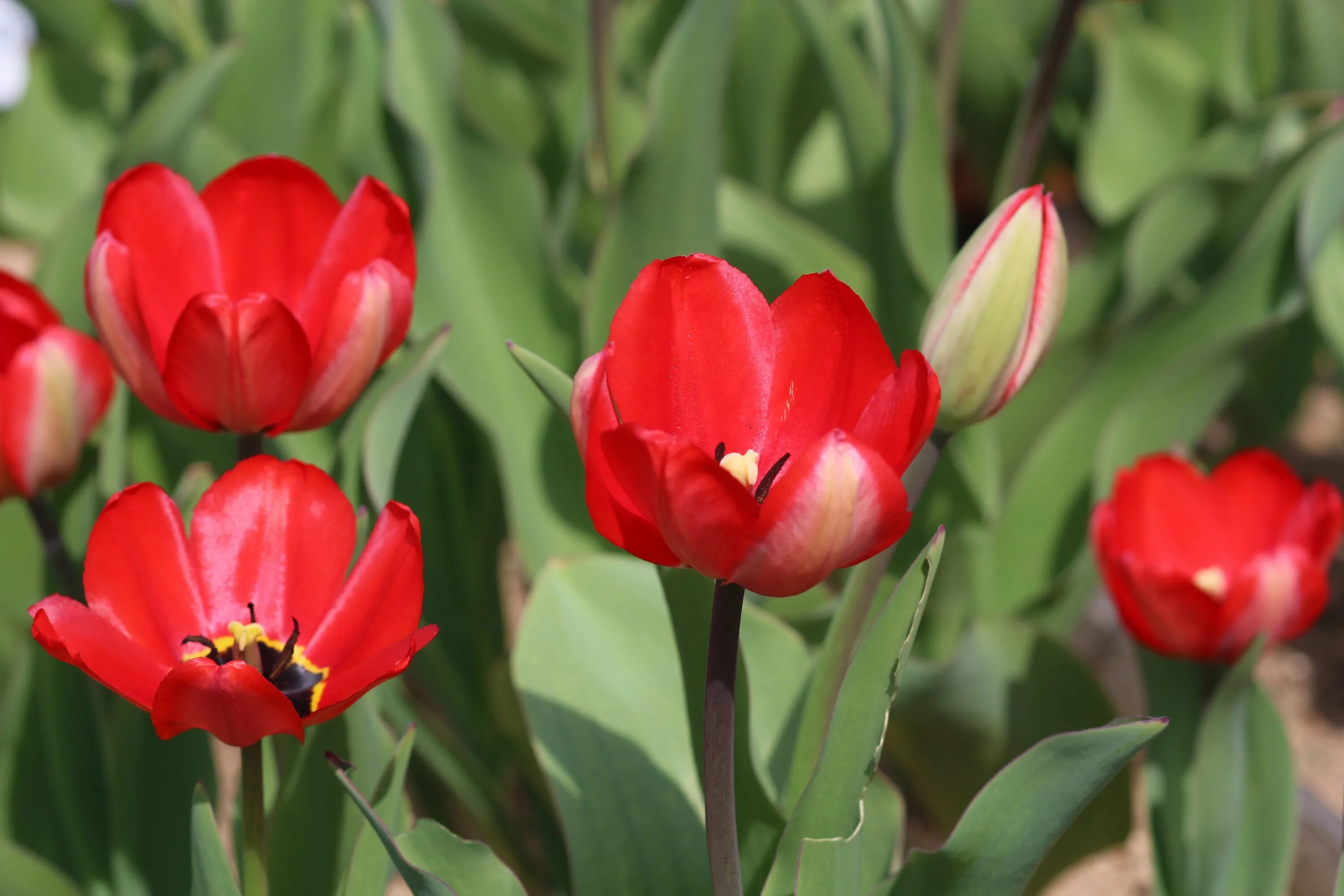 Ред марк тюльпан фото и описание File:Tulipa 'Red Impression' 2016 03.JPG - Wikimedia Commons