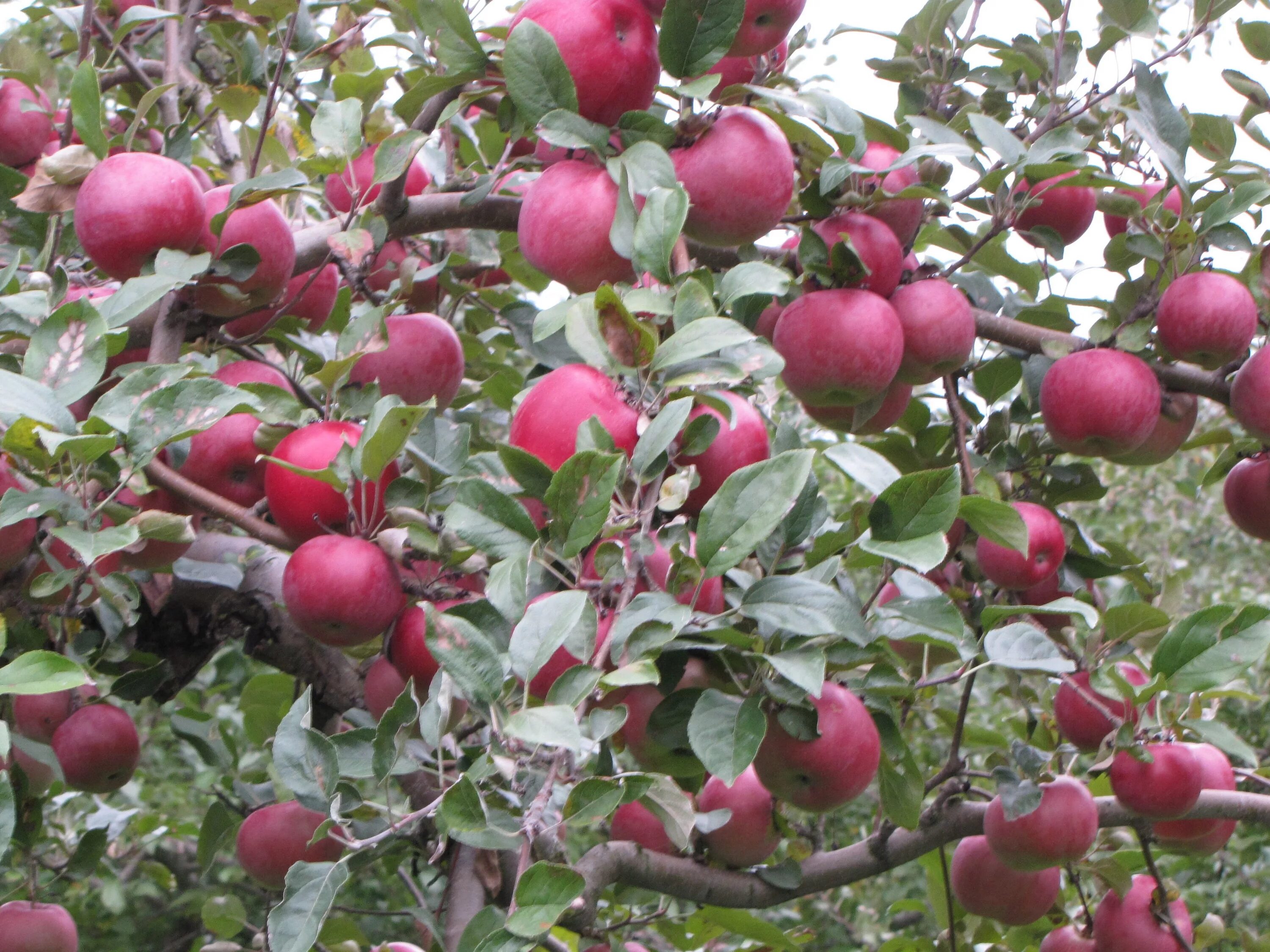 Ред мельба яблоня фото The lone Red Spy apple tree at Hackett’s Orchard in South Hero, Vermont Apple, E