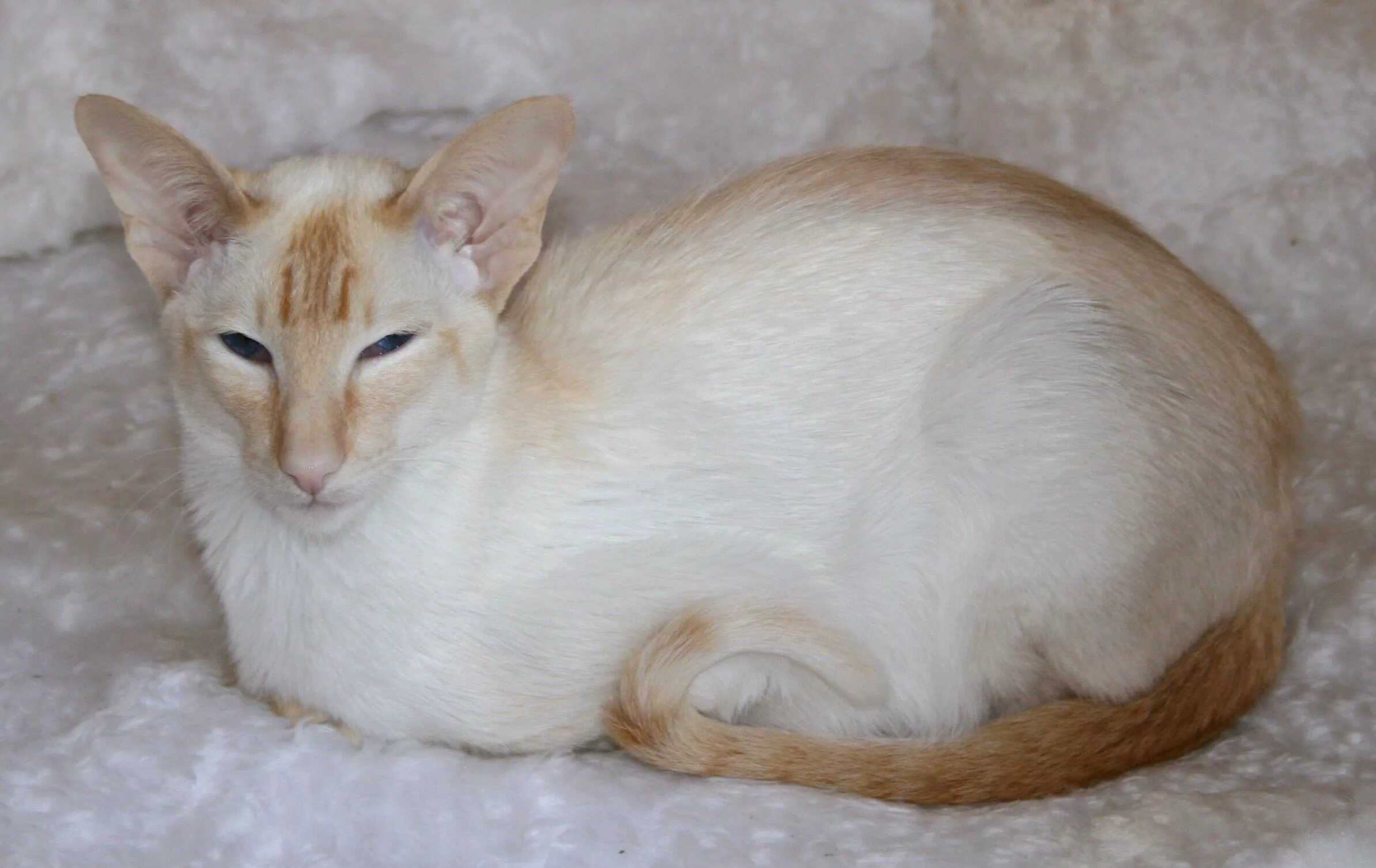 Ред поинт кошки фото Red or Flame point Siamese Schattigste dieren, Dieren