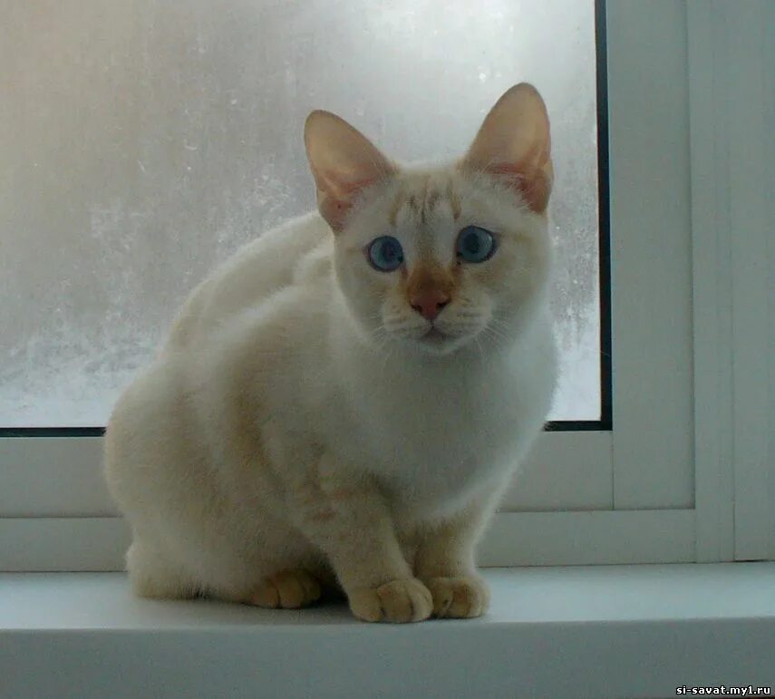 I think everyone should have a flame point siamese! Cute cats, Pretty cats, Beau