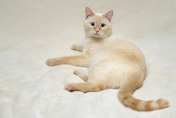 Ред поинт кошки фото Flame Point Siamese Cat by Amy Cicconi Siamese cats blue point, Cat breeds, Cats