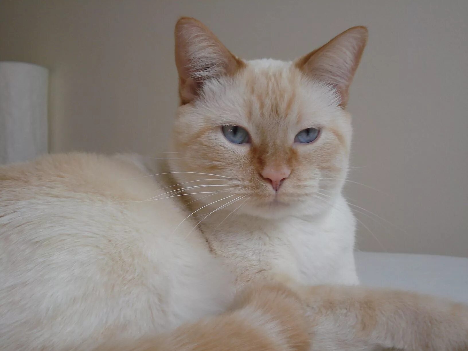 Ред поинт кошки фото I think everyone should have a flame point siamese! Cute cats, Pretty cats, Beau