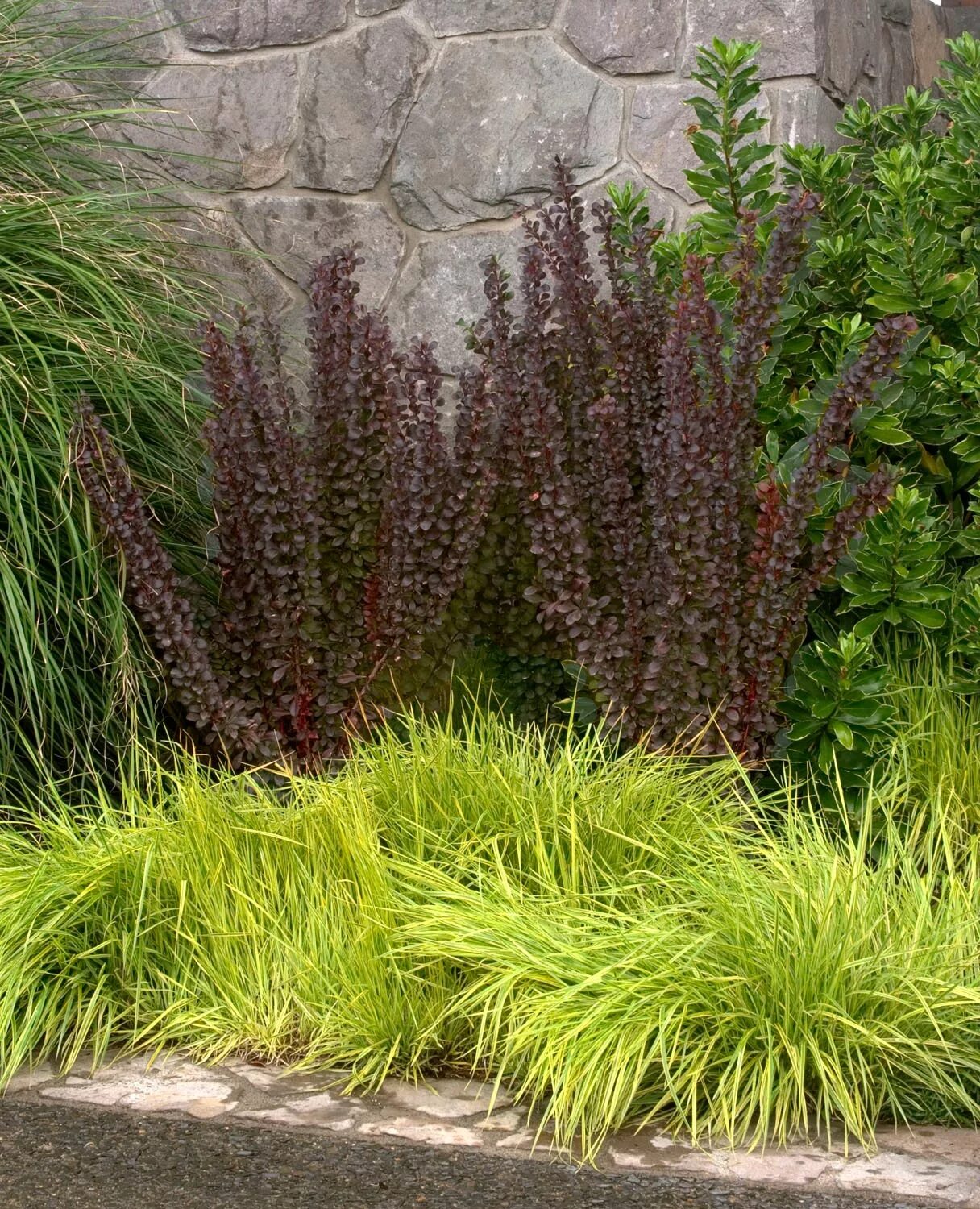 Ред рокет в ландшафтном дизайне Berberis × thunbergii 'Helmond Pillarr'- Барбарис тунберга "Гелмонд Пилларр" - с