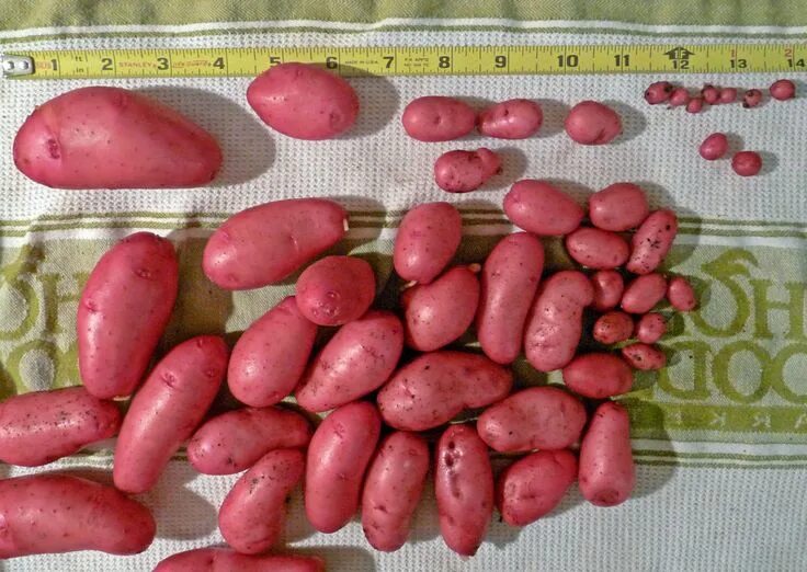 Ред скарлет картофель характеристика фото Red Thumb Potatoes Local Food