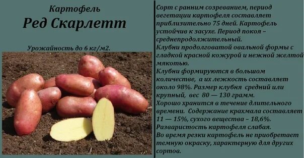 Ред скарлет картофель характеристика отзывы фото Картофель ред скарлет описание фото - Arhids.ru