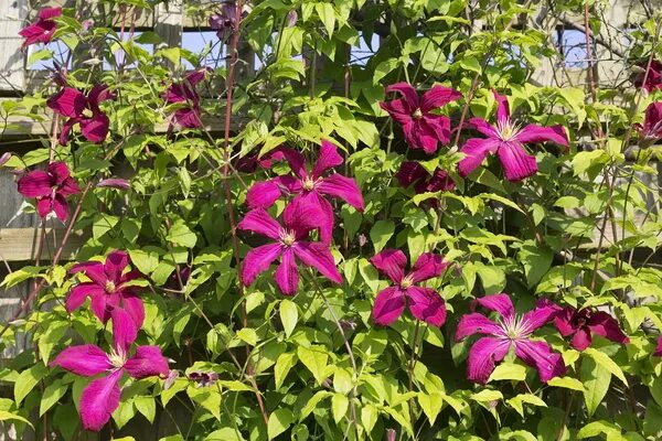 Клематис Ред Стар . Clematis Red Star . Японские сорта клематисов . Всегда махро