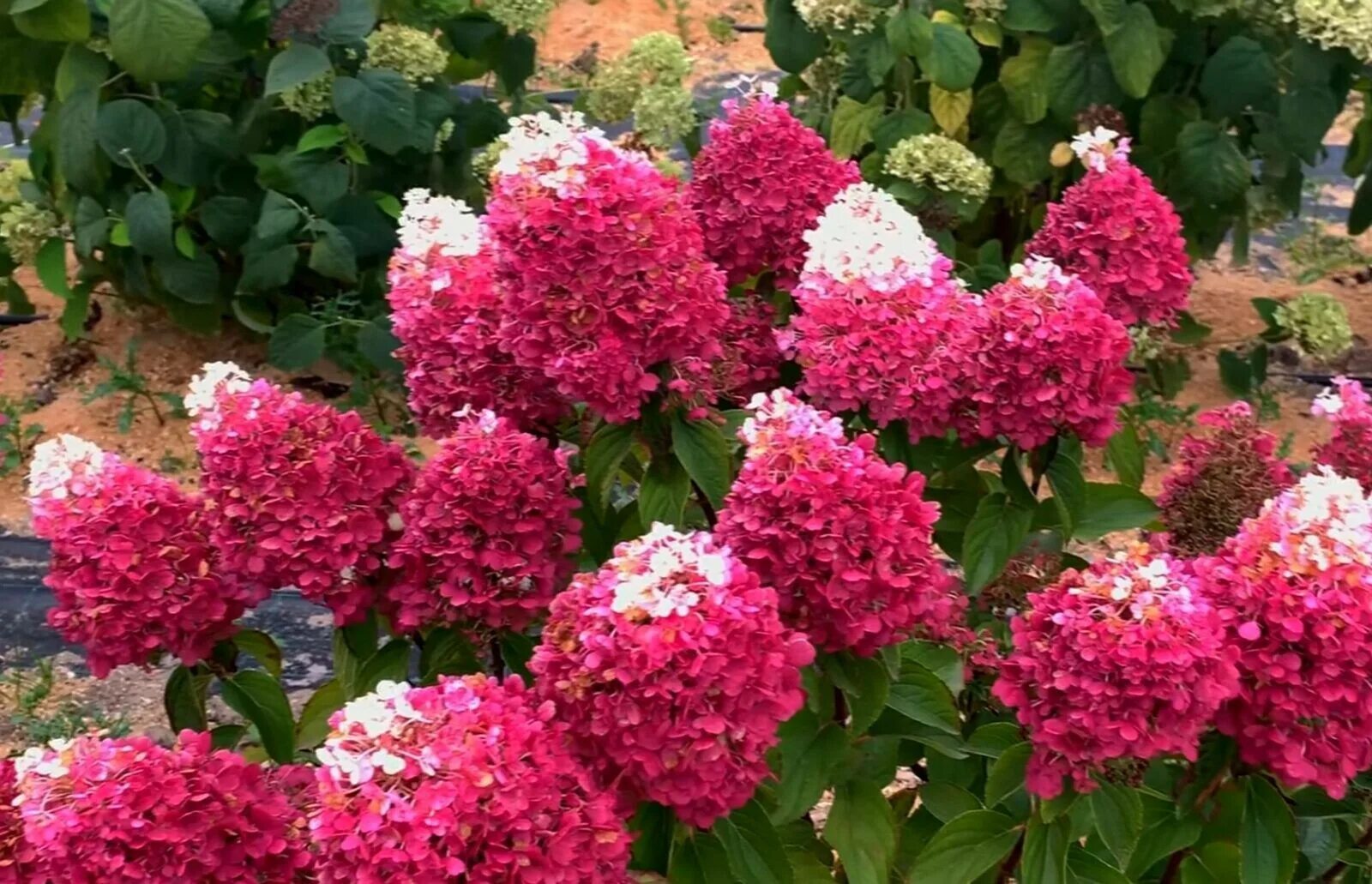 Ред вельвет гортензия метельчатая фото отзывы Гортенщия метельчатая Strawberry blossom p9 - купить с доставкой по выгодным цен