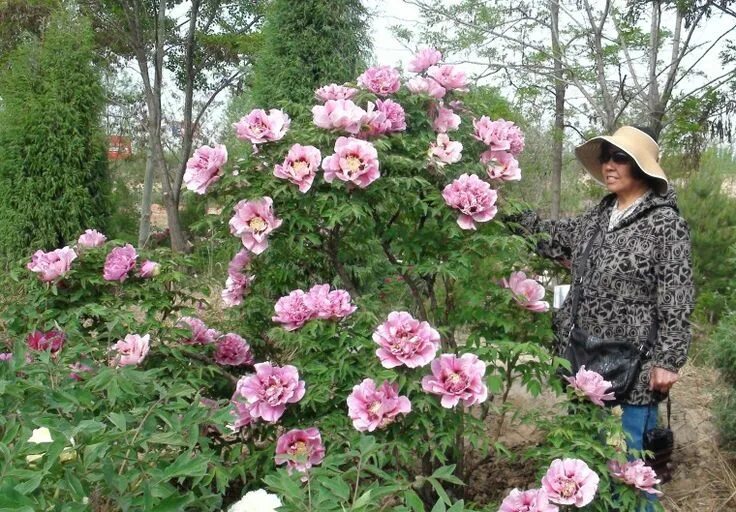 Ред виз пинк пион древовидный фото Peony tree Peonies, Garden art, Garden plants