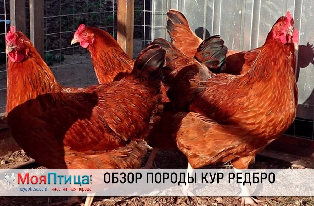 Редбро порода кур описание фото отзывы цена Куры Редбро: описание породы, характеристики